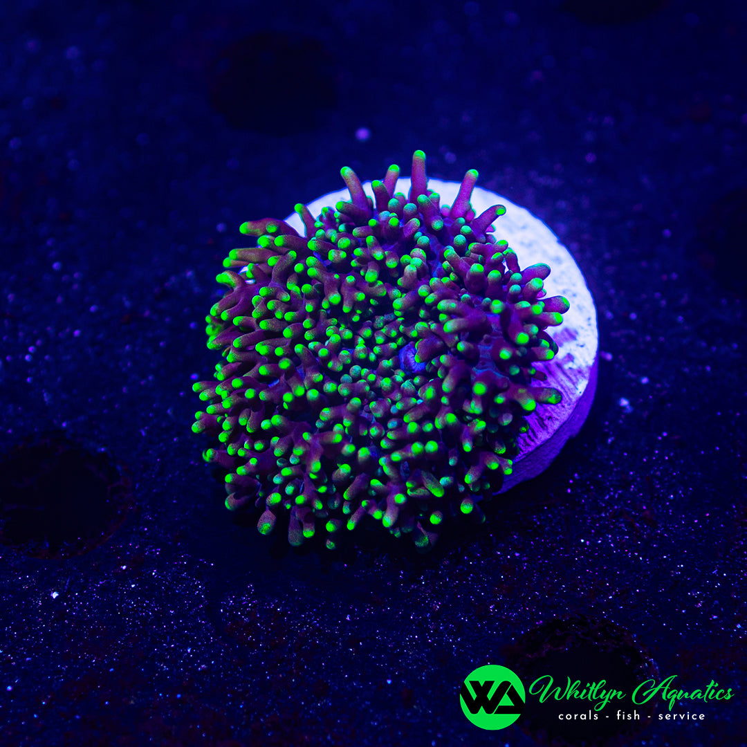 A12 - WA Alien Attack Hairy Mushroom - WYSIWYG