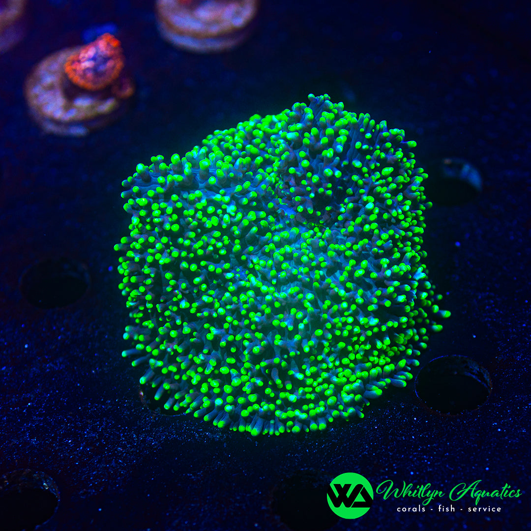 Neon Green Hairy Rhodactis Mushroom