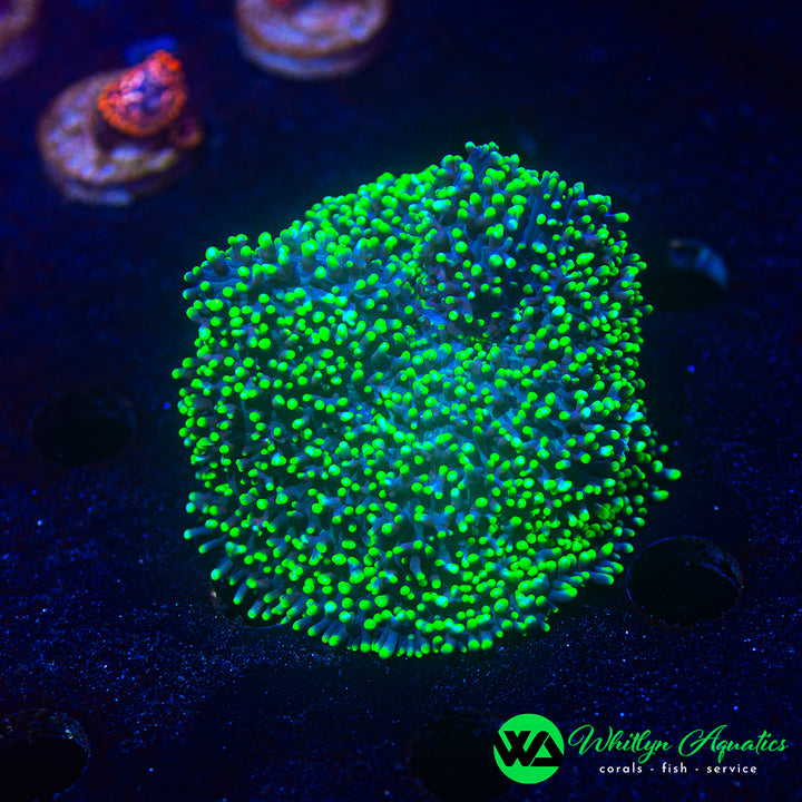 Neon Green Hairy Rhodactis Mushroom
