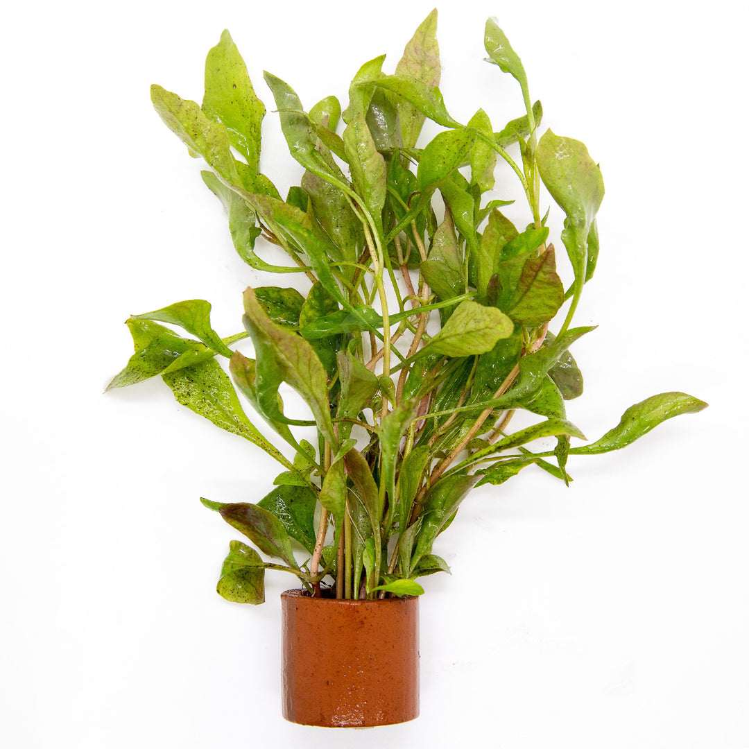 Alternanthera bettzickiana Red