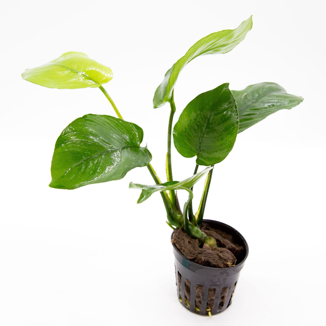 Anubias Barteri Broad Leaf