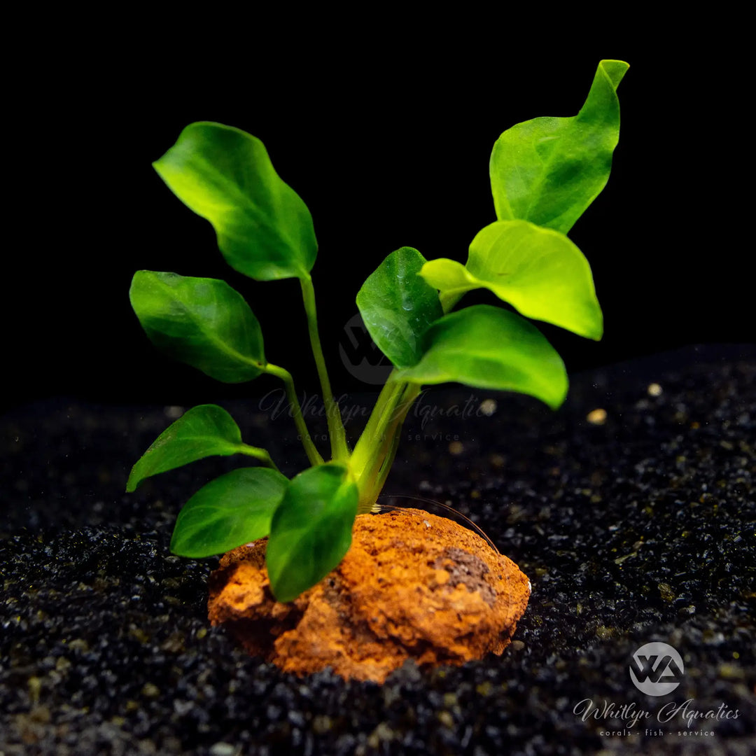 Anubias barteri var glabra minima