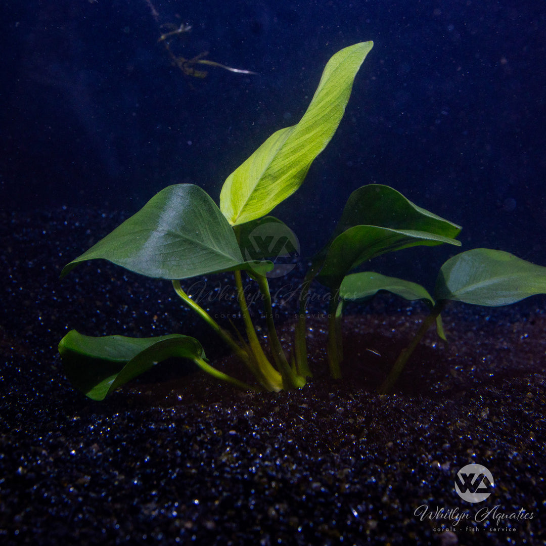 Anubias barteri var nana