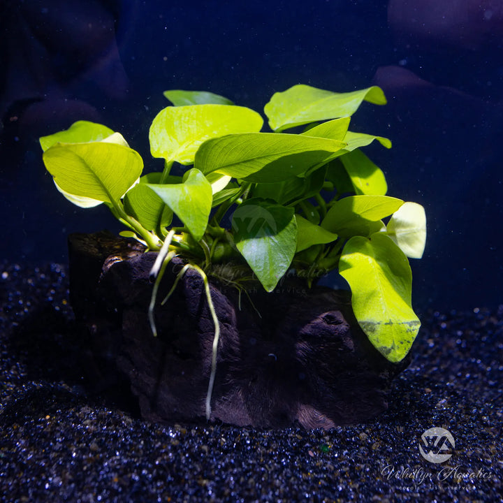 Anubias barteri Var Nana (Golden)