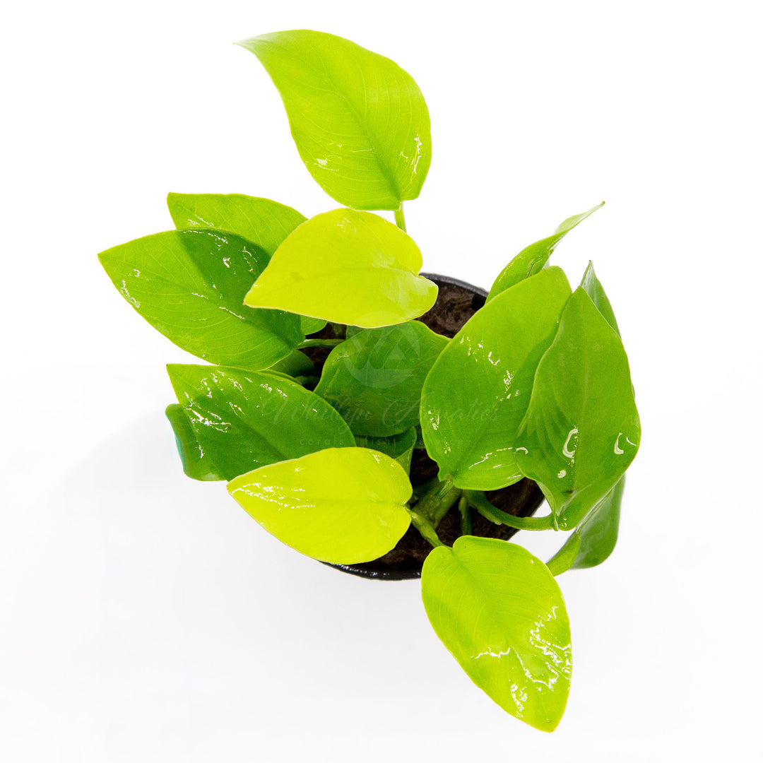 Anubias barteri Var Nana (Golden)