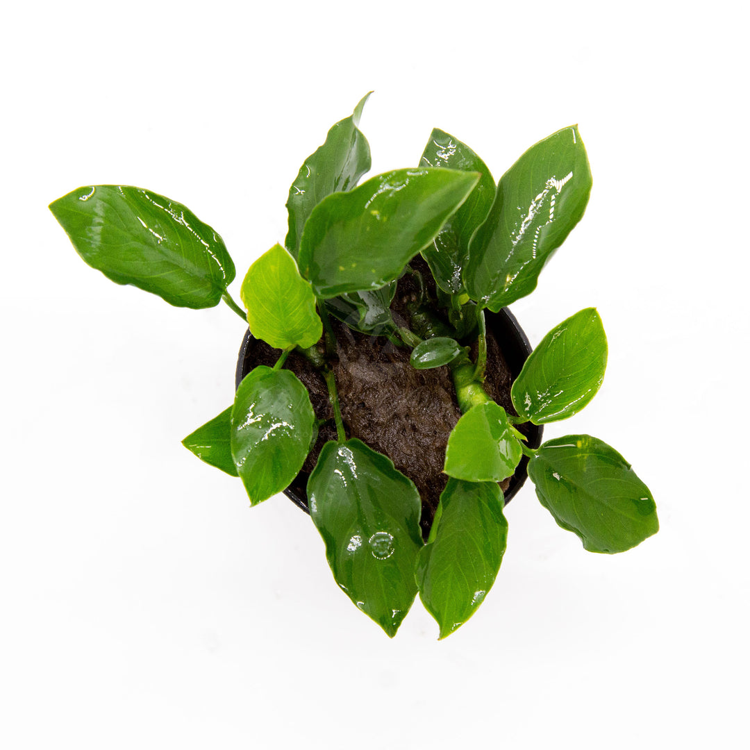 Anubias barteri Var Nana (Long Wavy)