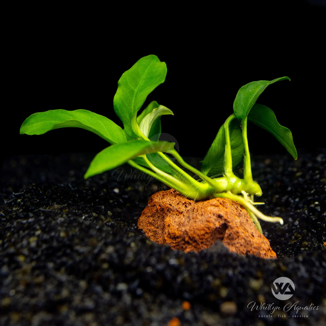 Anubias barteri var nana (Petite) on lava rock