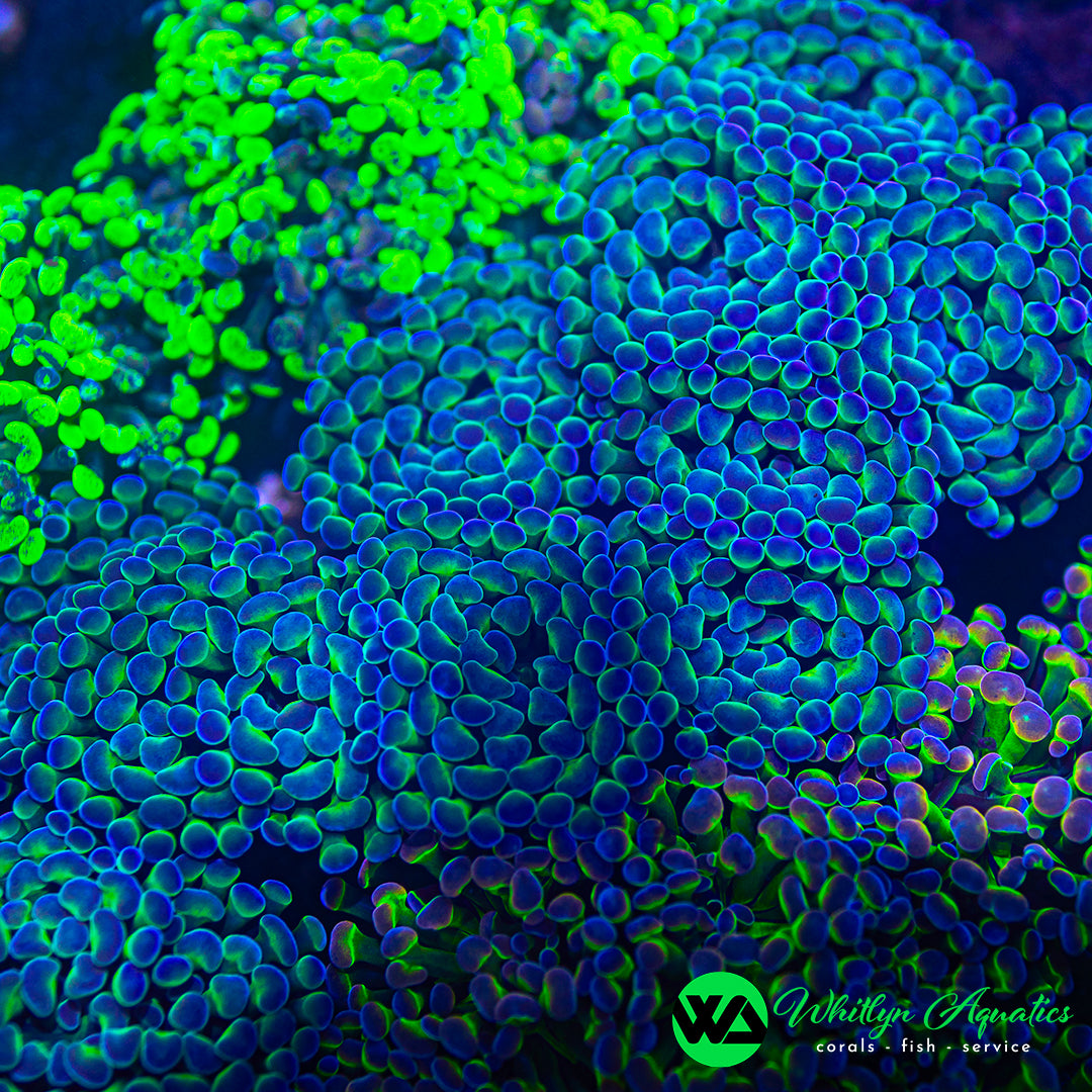 Blue Green Branching Hammer Coral Live Coral