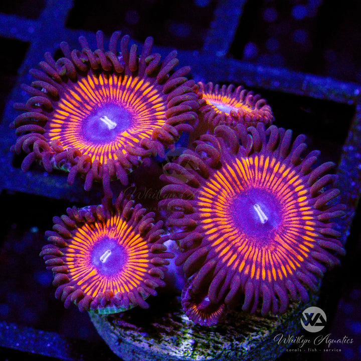 Armageddon Zoanthids (Aquacultured)