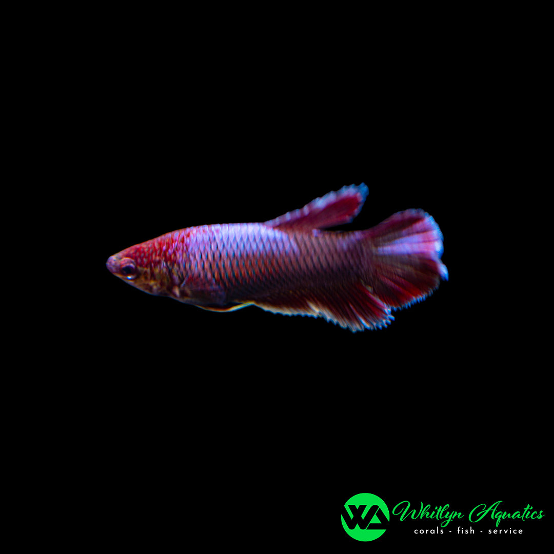 Assorted Halfmoon Female Betta