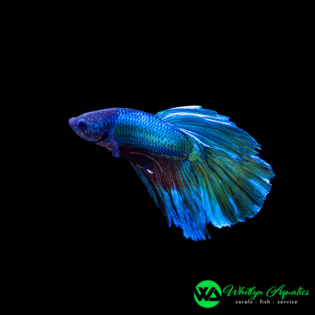 Assorted Butterfly Betta
