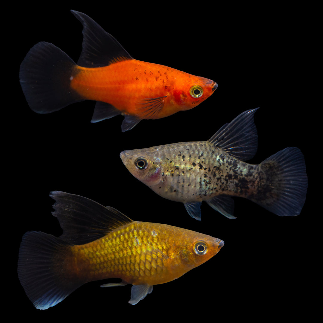 Assorted High-Fin Platy - Xiphophorus spp.