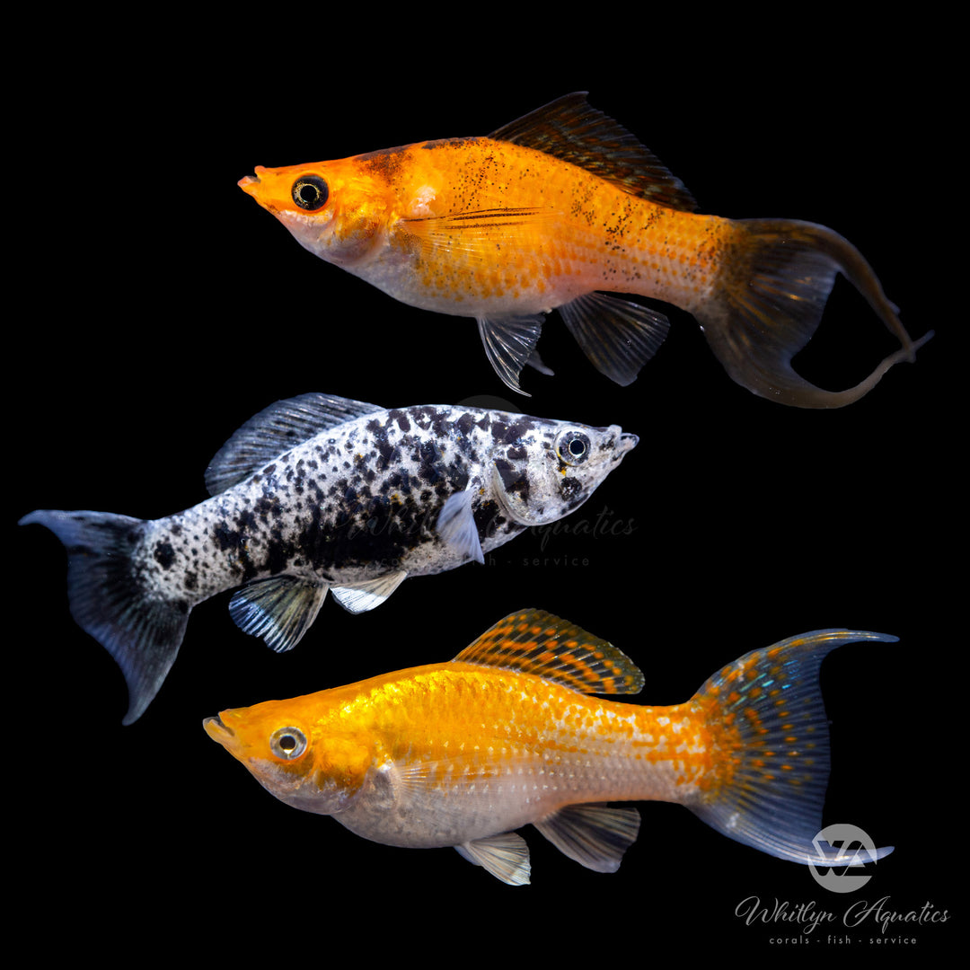 Assorted Lyretail Molly - Poecilia velifera