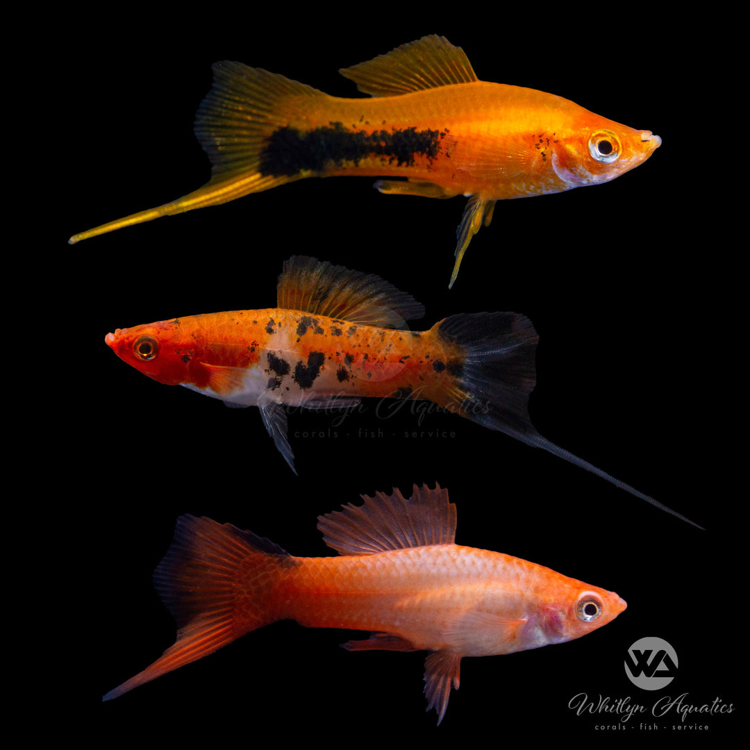 Assorted Swordtail - Xiphophorus helleri