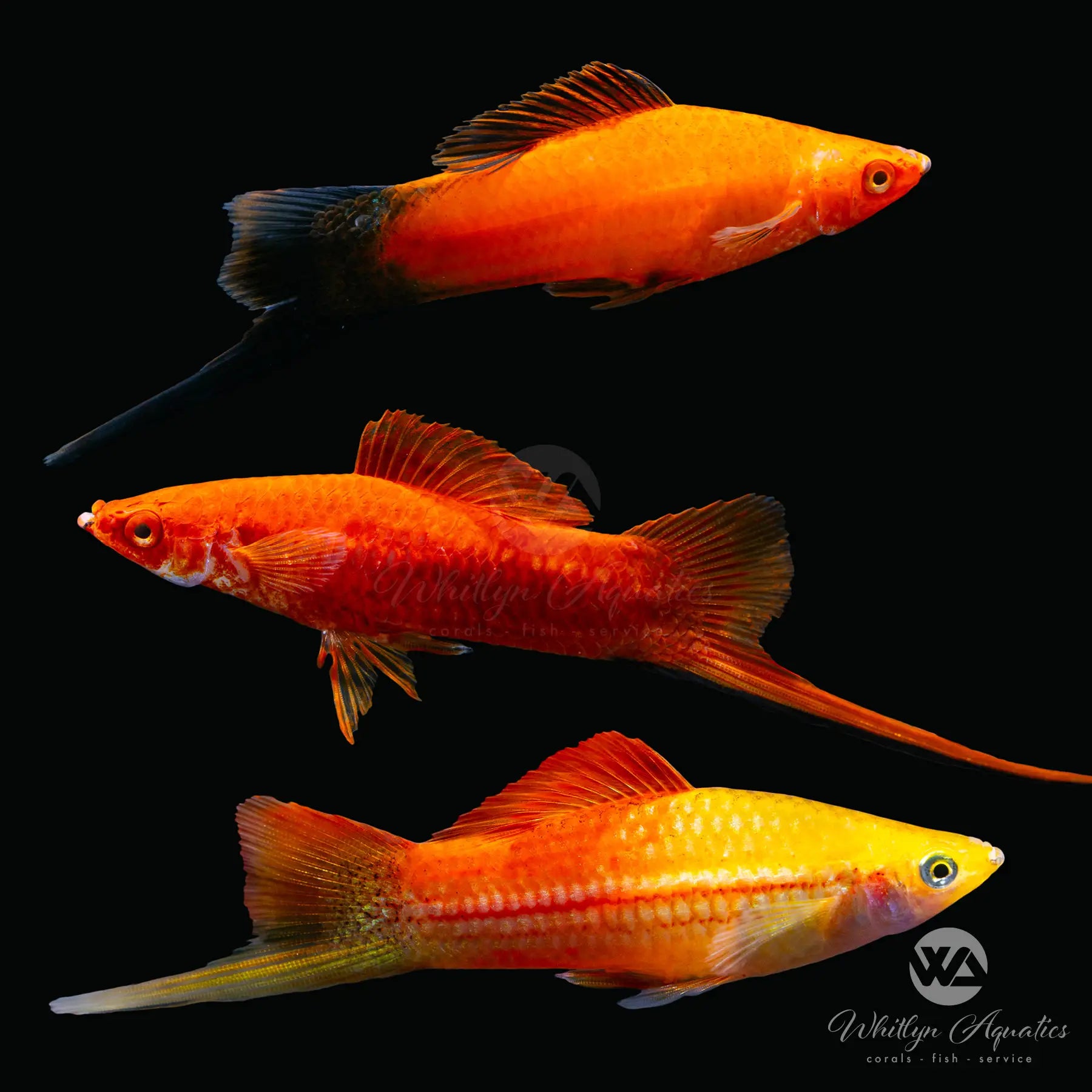 Assorted Swordtail XL - Xiphophorus helleri – Whitlyn Aquatics