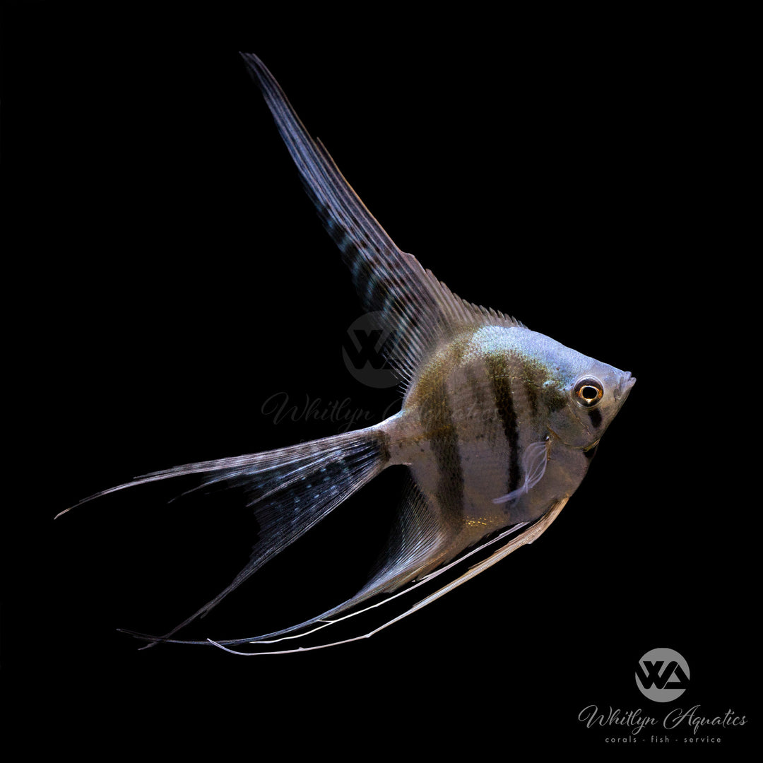 Assorted Veiltail Angelfish - Pterophyllum scalare