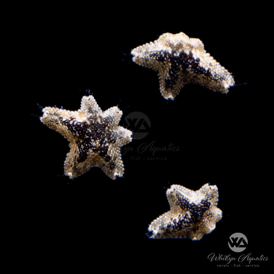 Asterina Starfish - Asterina sp