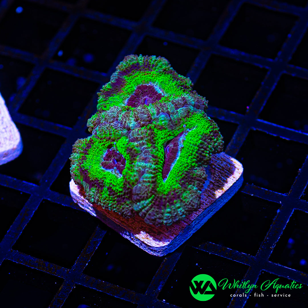 WA Atomic Lotus Asian Acan