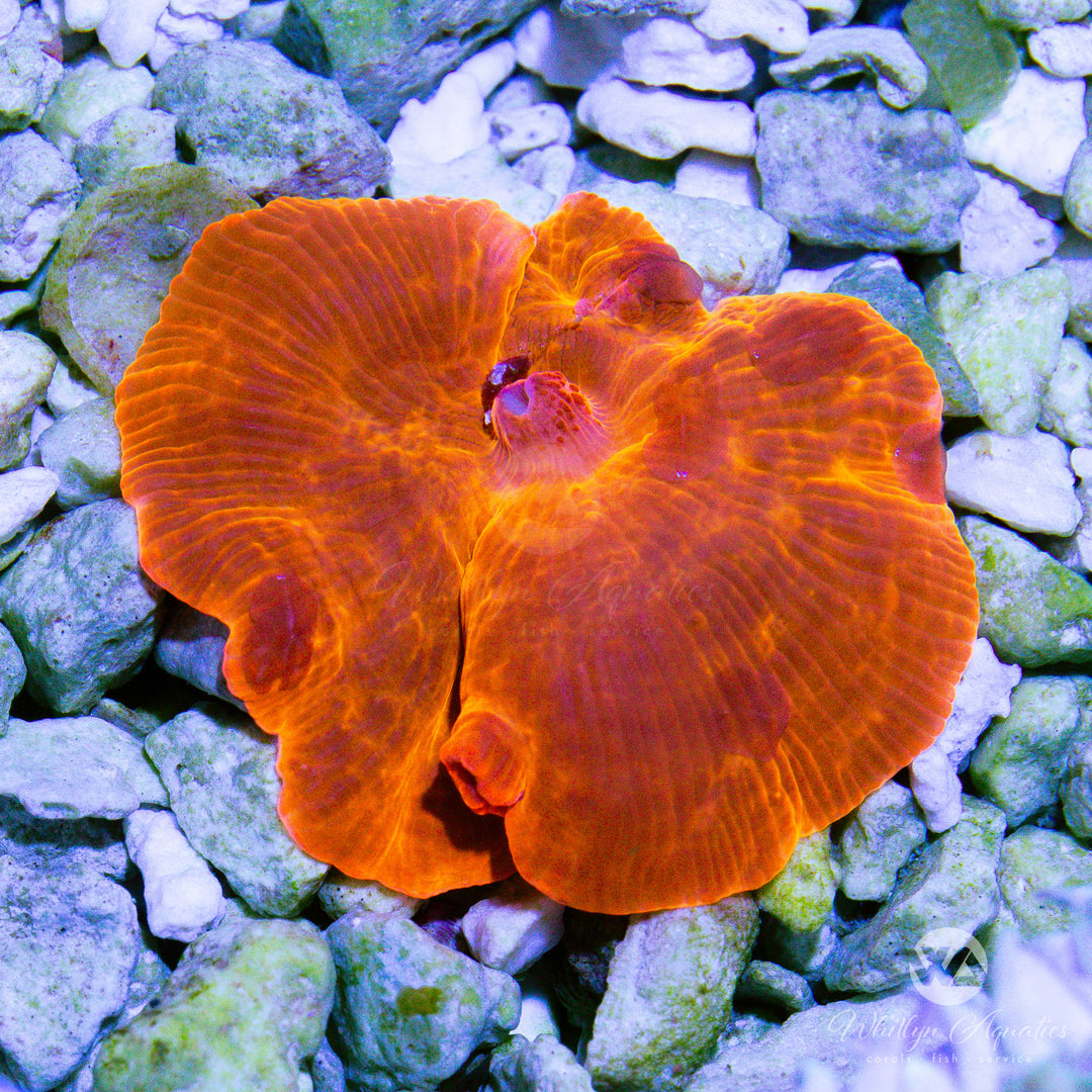 B49 - Ironman Mushroom - WYSIWYG
