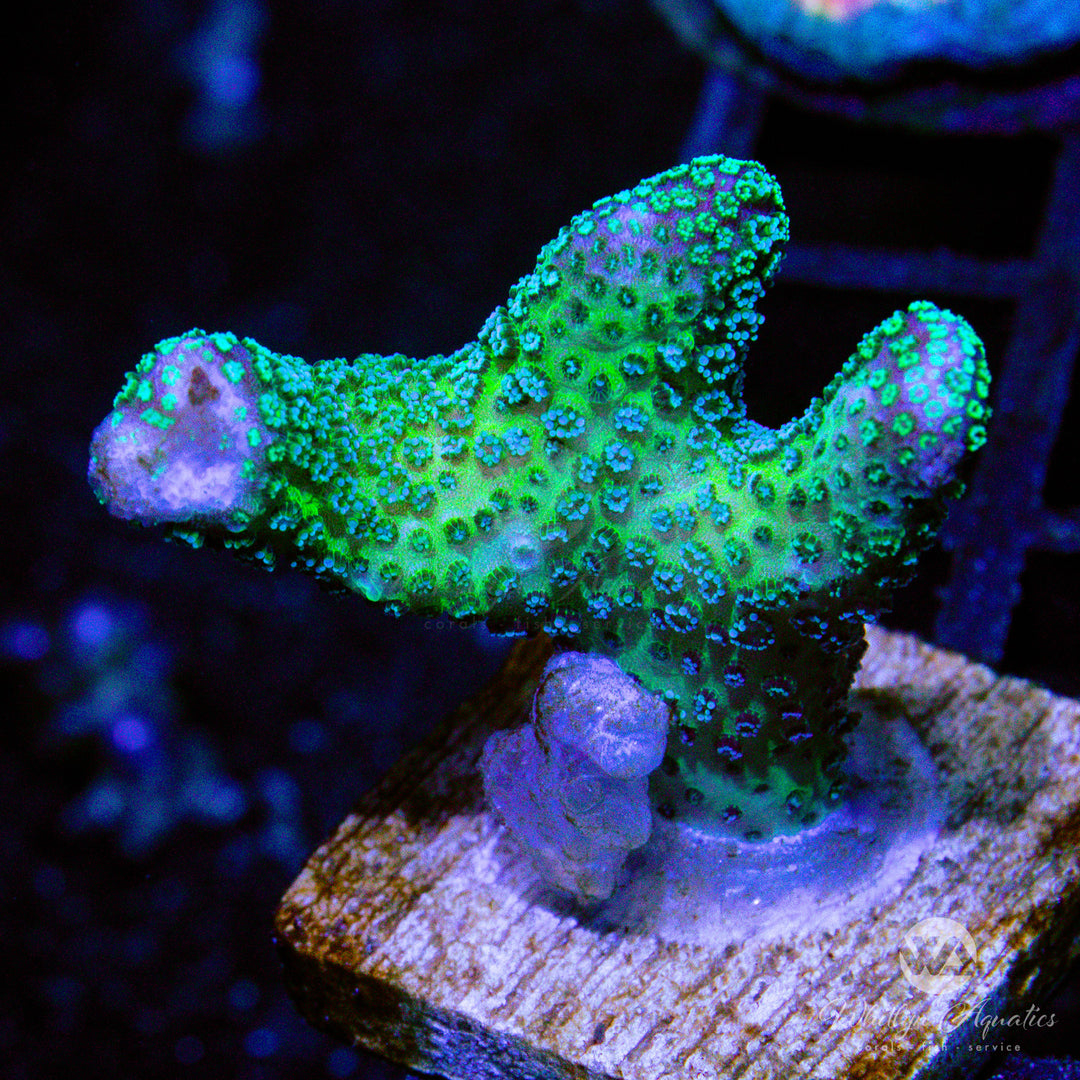 D30 - Rainbow Stylophora - WYSIWYG