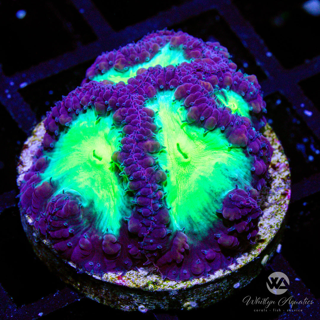 A09 - WA Green Goblin Blastomussa - WYSIWYG