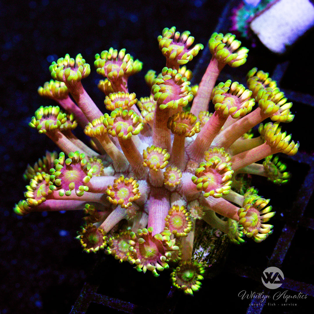 A56 - WA Gold Dust Goniopora - WYSIWYG
