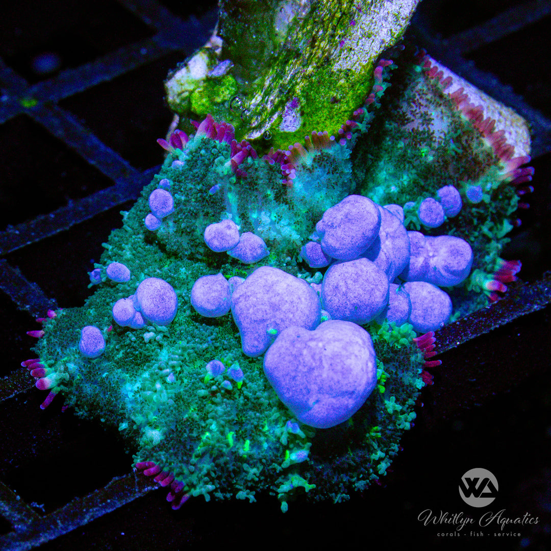 A57 - XL WA Blueballs Bounce Mushroom - WYSIWYG