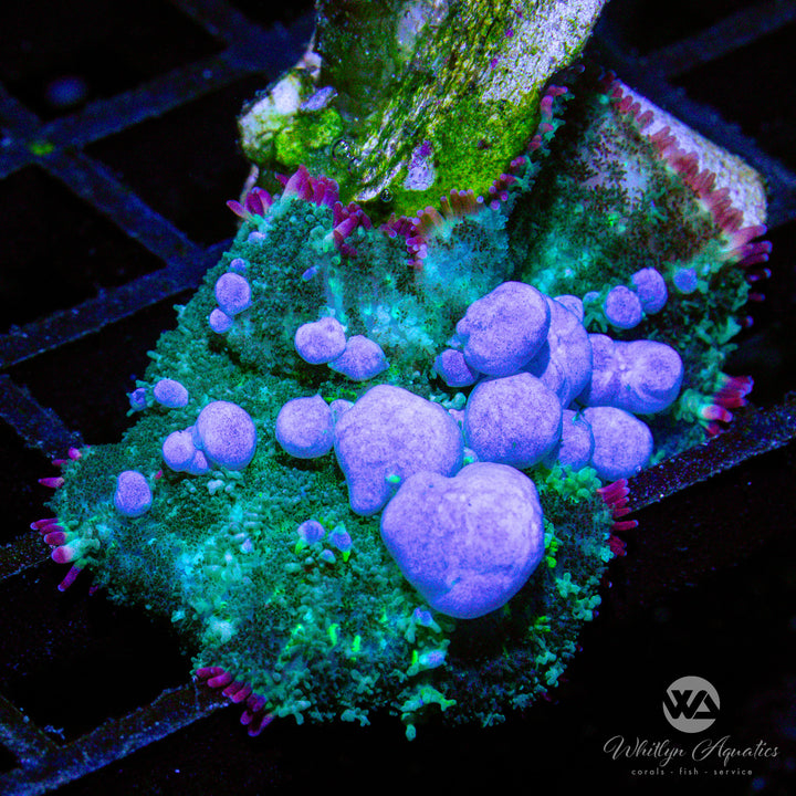 A57 - XL WA Blueballs Bounce Mushroom - WYSIWYG