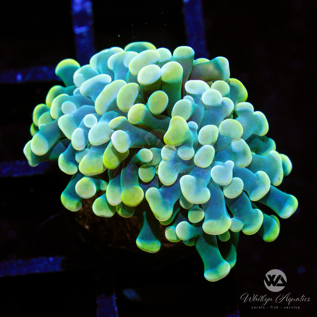 A03 - WA 24k Gold Hammer - WYSIWYG