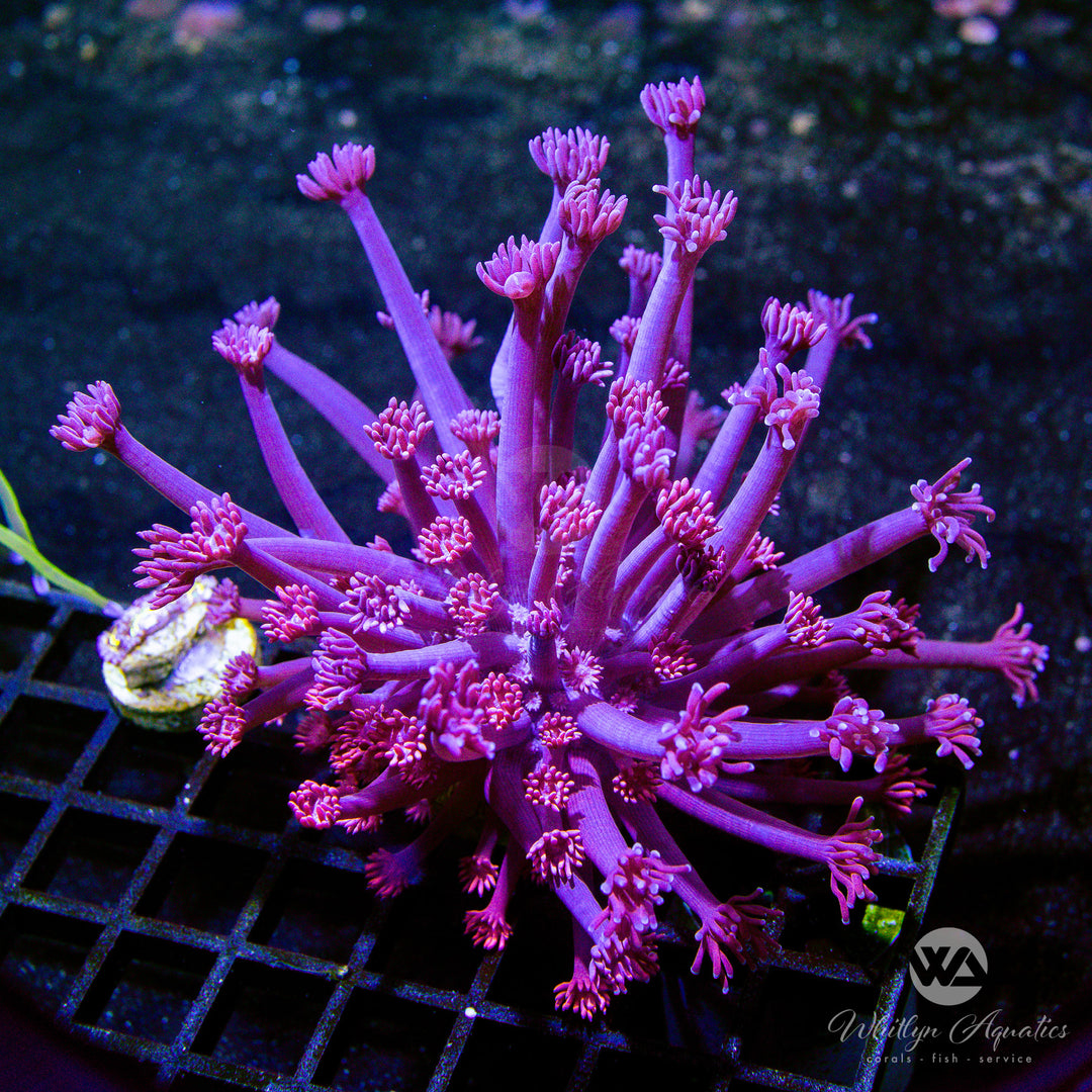 C04 - XXL Powder Pink Goni - WYSIWYG
