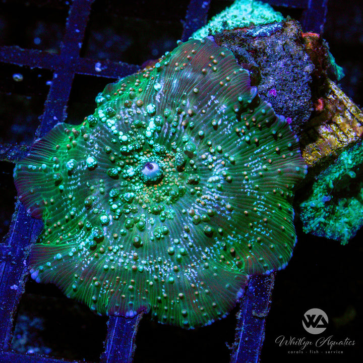 C07 - [NEW RELEASE!] WA Funfetti Mushroom - WYSIWYG - Whitlyn Aquatics