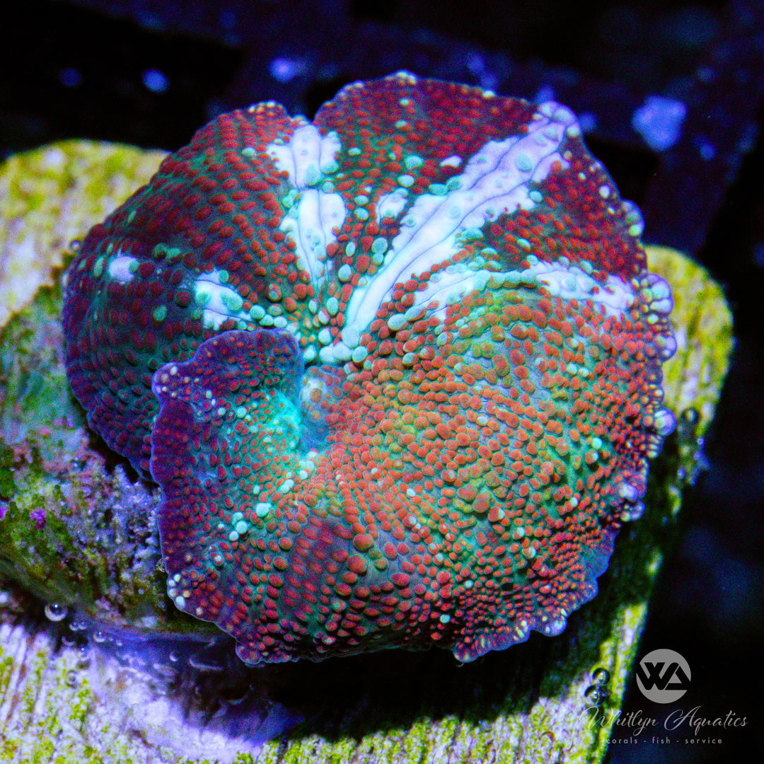 C32 - WA Orange Frosty Mushroom - WYSIWYG - Whitlyn Aquatics