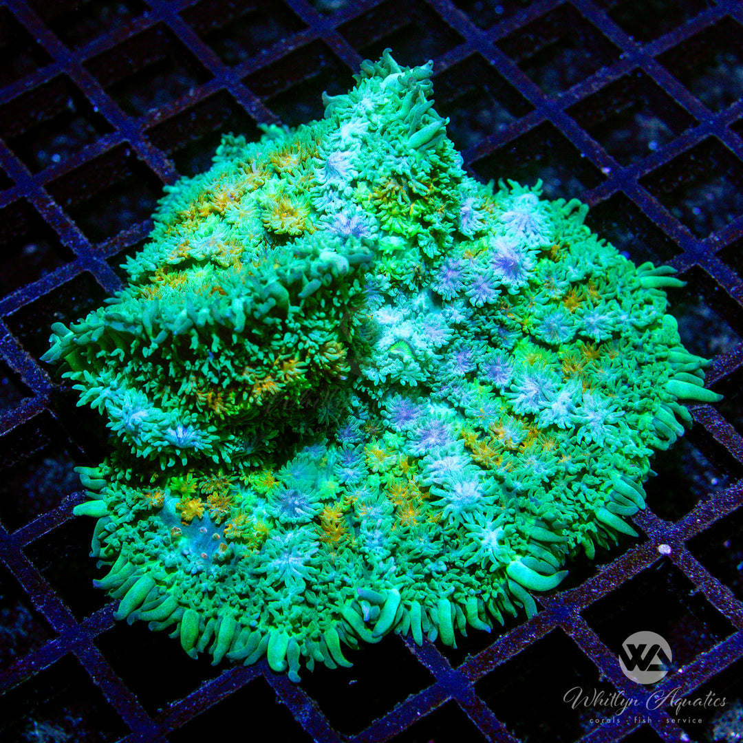 C45 - XL WA Calico Pincushion Mushroom - WYSIWYG - Whitlyn Aquatics