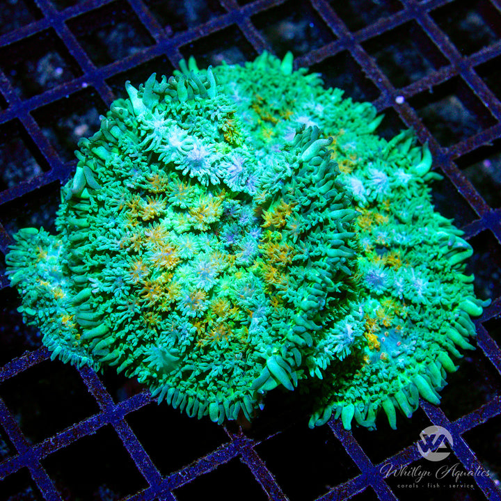 C45 - XL WA Calico Pincushion Mushroom - WYSIWYG - Whitlyn Aquatics