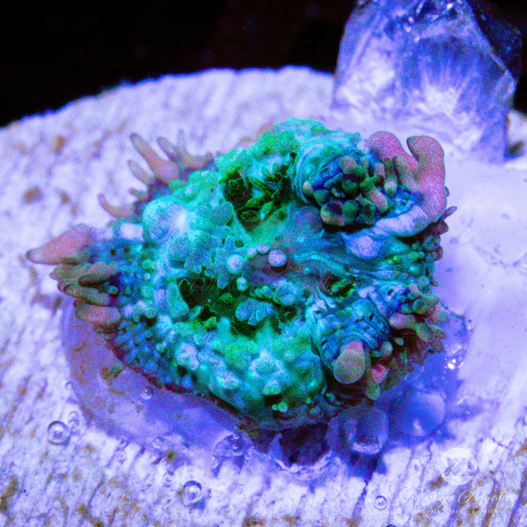 C57 - Frankenstein Bounce Mushroom (~1/2") - WYSIWYG - Whitlyn Aquatics