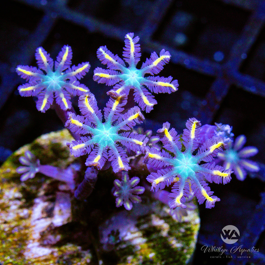 C14 - High Voltage Clove Polyps - WYSIWYG