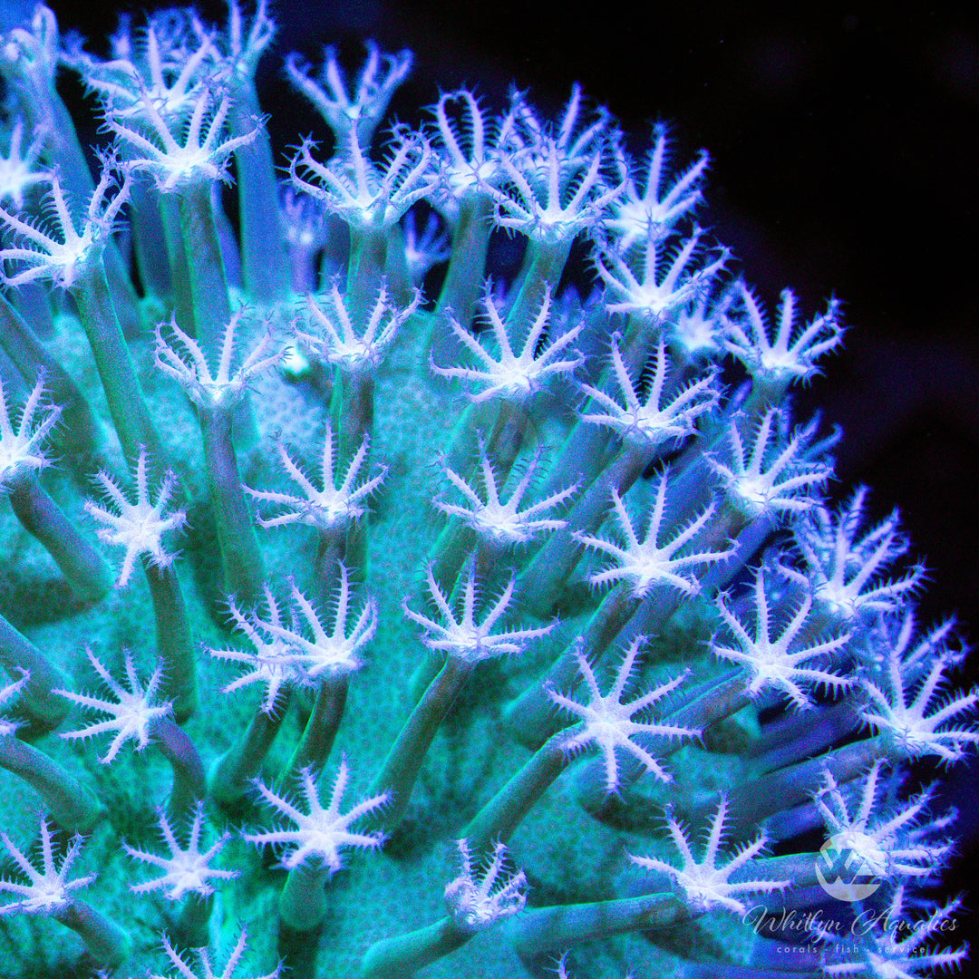 C55 - WA Snow White Toadstool - WYSIWYG - Whitlyn Aquatics