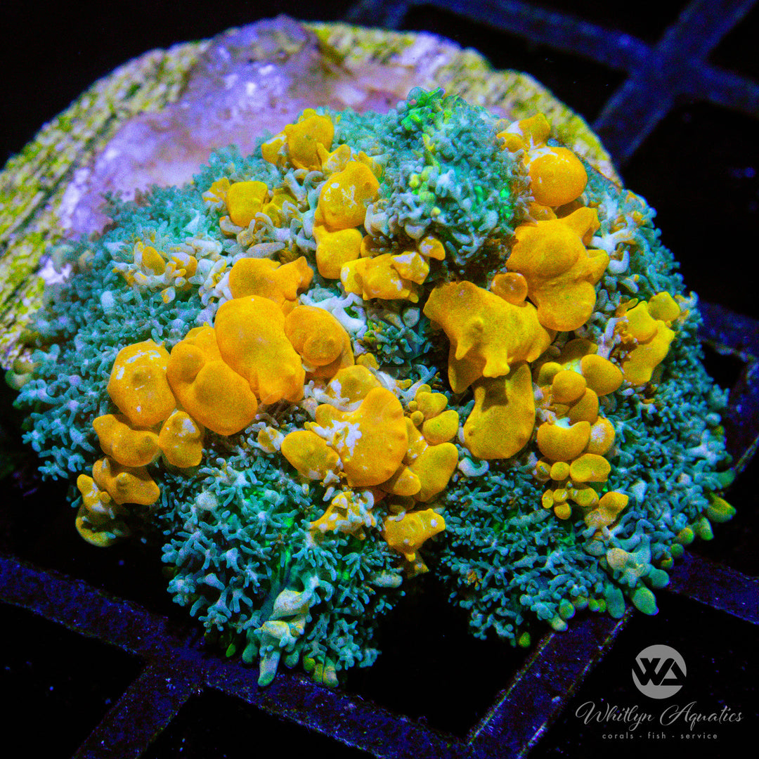 A06 - Sunkist Bounce Mushroom - WYSIWYG