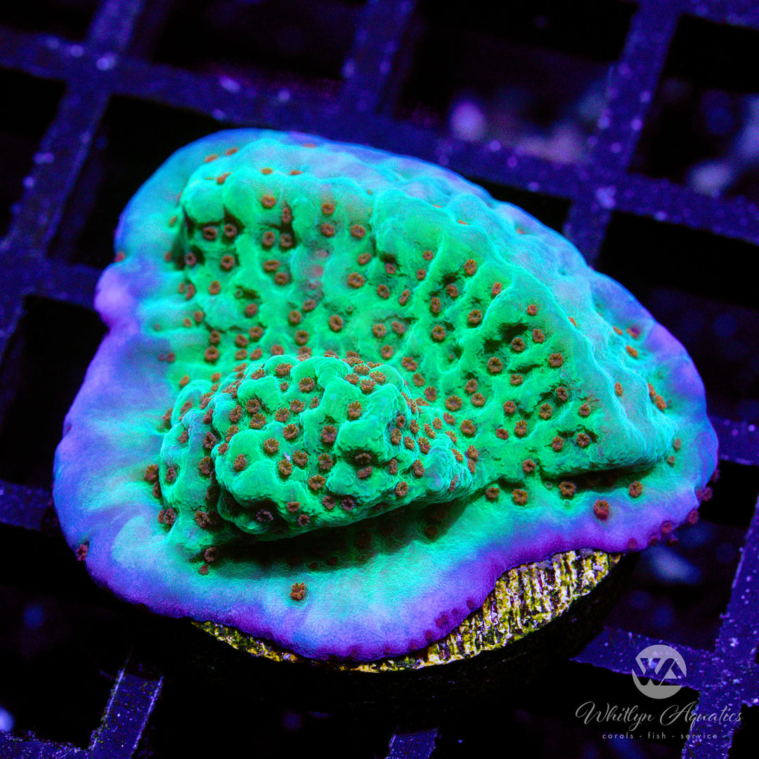40D - NEW RELEASE!] Jedi Mind Trick Montipora - WYSIWYG