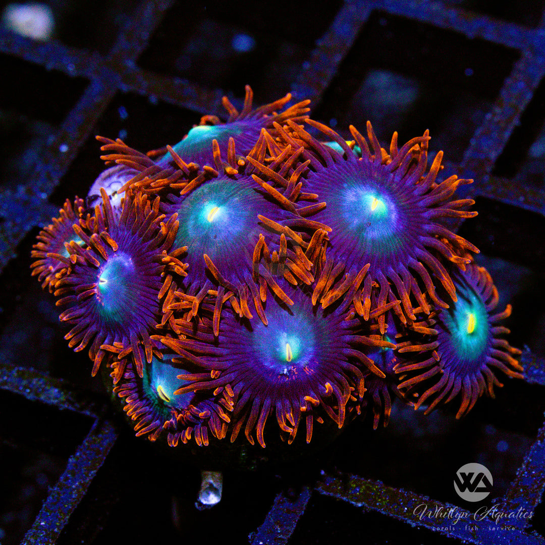C13 - Punk Rocker Zoa - WYSIWYG