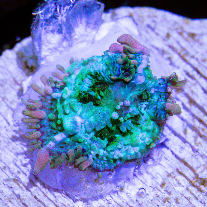 C57 - Frankenstein Bounce Mushroom (~1/2") - WYSIWYG - Whitlyn Aquatics