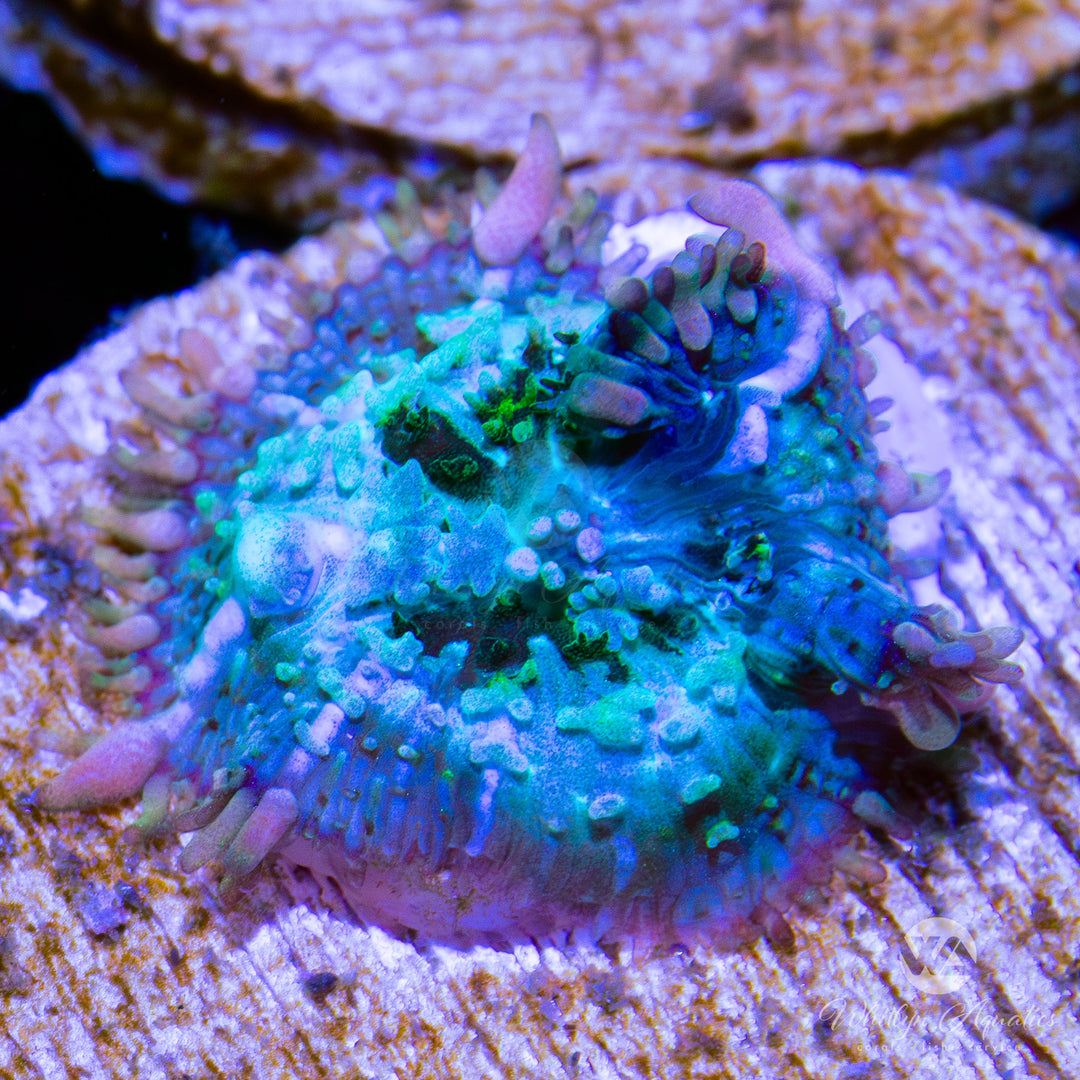 C57 - Frankenstein Bounce Mushroom (~1/2") - WYSIWYG - Whitlyn Aquatics