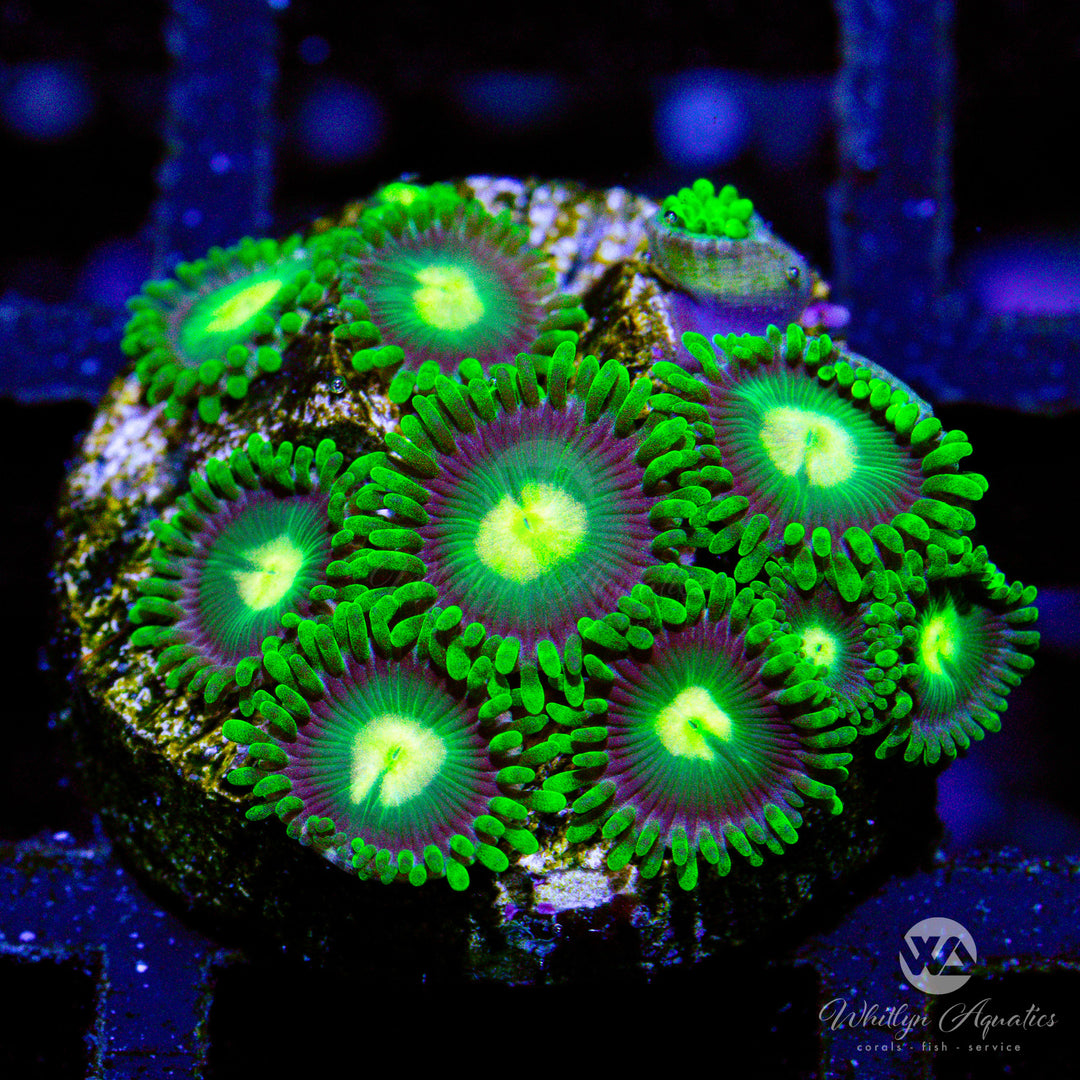 C22 - Poison Apple Zoa - WYSIWYG