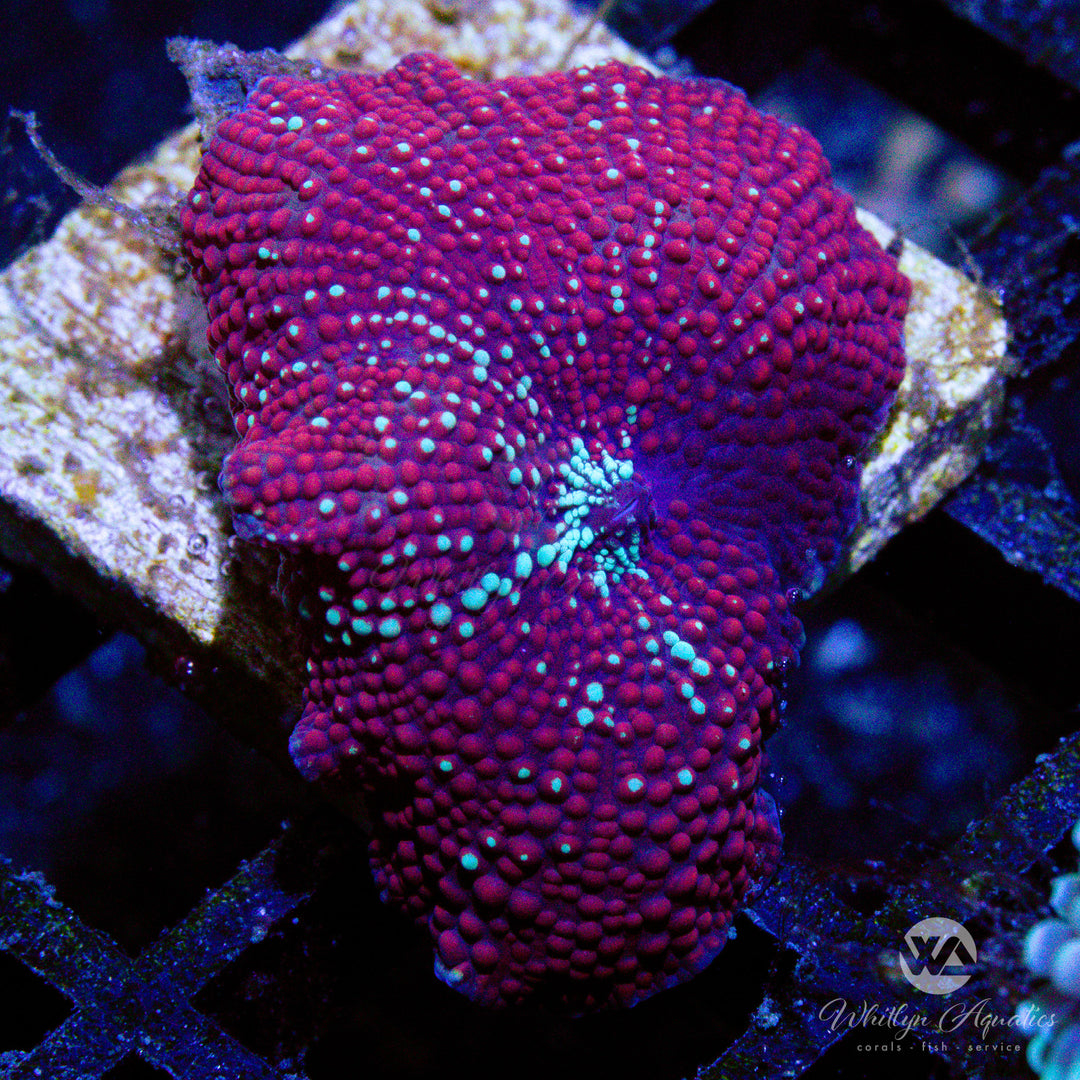 D42 - WA Red Snow Mushroom - WYSIWYG