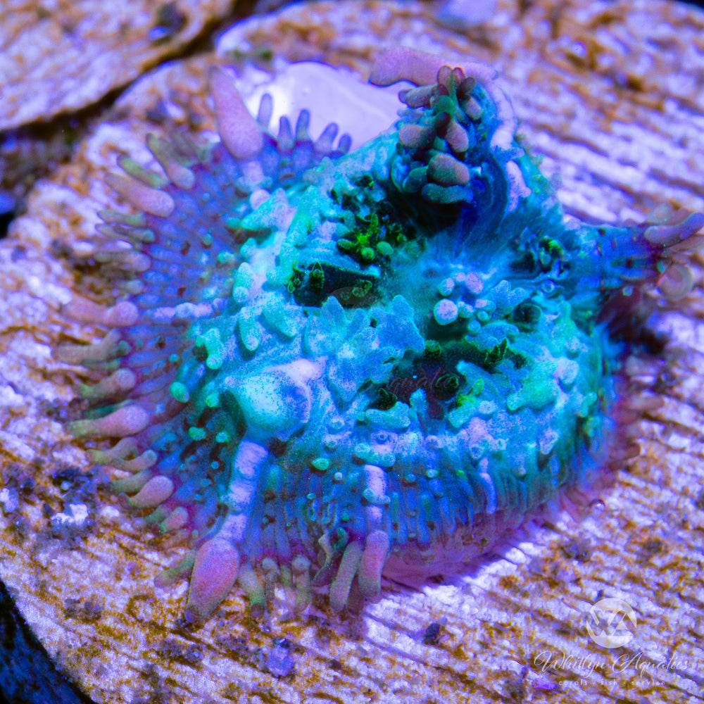 C57 - Frankenstein Bounce Mushroom (~1/2") - WYSIWYG - Whitlyn Aquatics