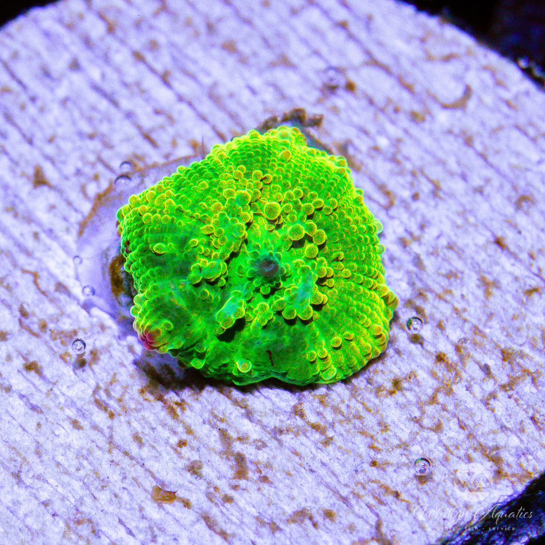 C58 - We Be Jammin' Eclectus Mushroom (~1/2")- WYSIWYG - Whitlyn Aquatics