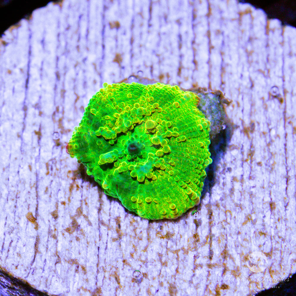 C58 - We Be Jammin' Eclectus Mushroom (~1/2")- WYSIWYG - Whitlyn Aquatics