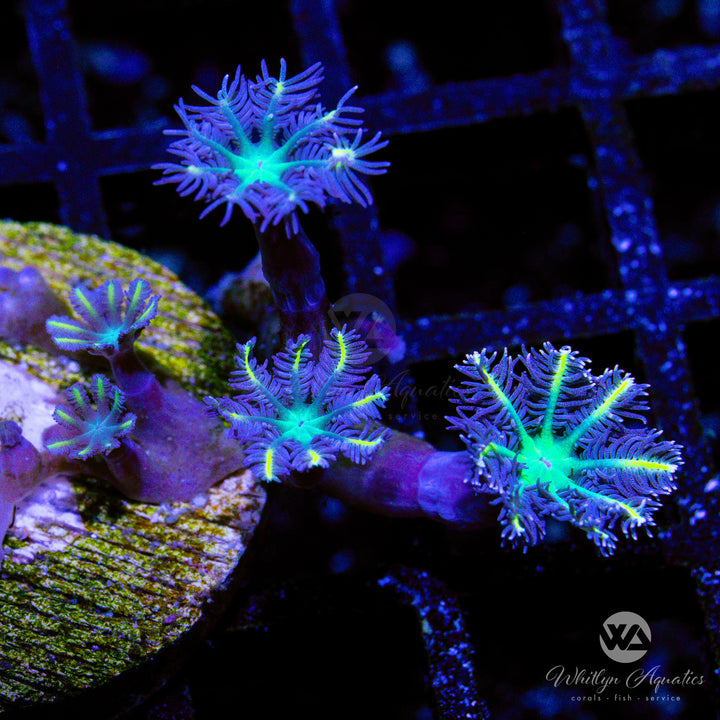20D - High Voltage Clove Polyps - WYSIWYG