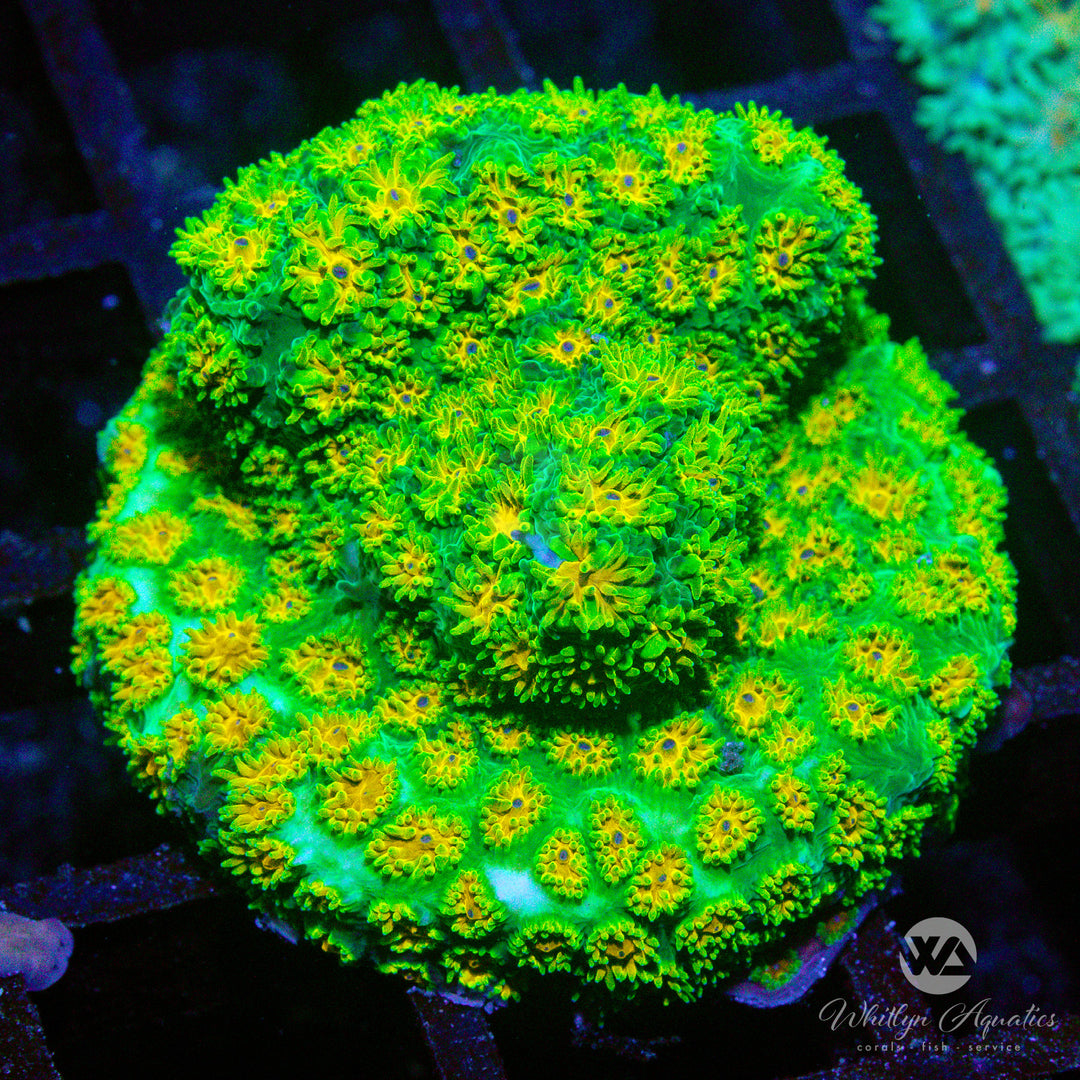 C10 - John Deere Leptastrea - WYSIWYG - Whitlyn Aquatics