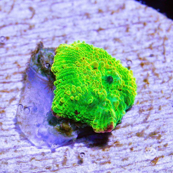 C58 - We Be Jammin' Eclectus Mushroom (~1/2")- WYSIWYG - Whitlyn Aquatics